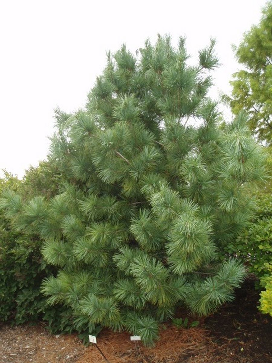 Сосна кедровая корейская. Сосна корейская (кедр). Сосна корейская - Pinus koraiensis. Маньчжурский кедр. Кедр корейский Суланж.