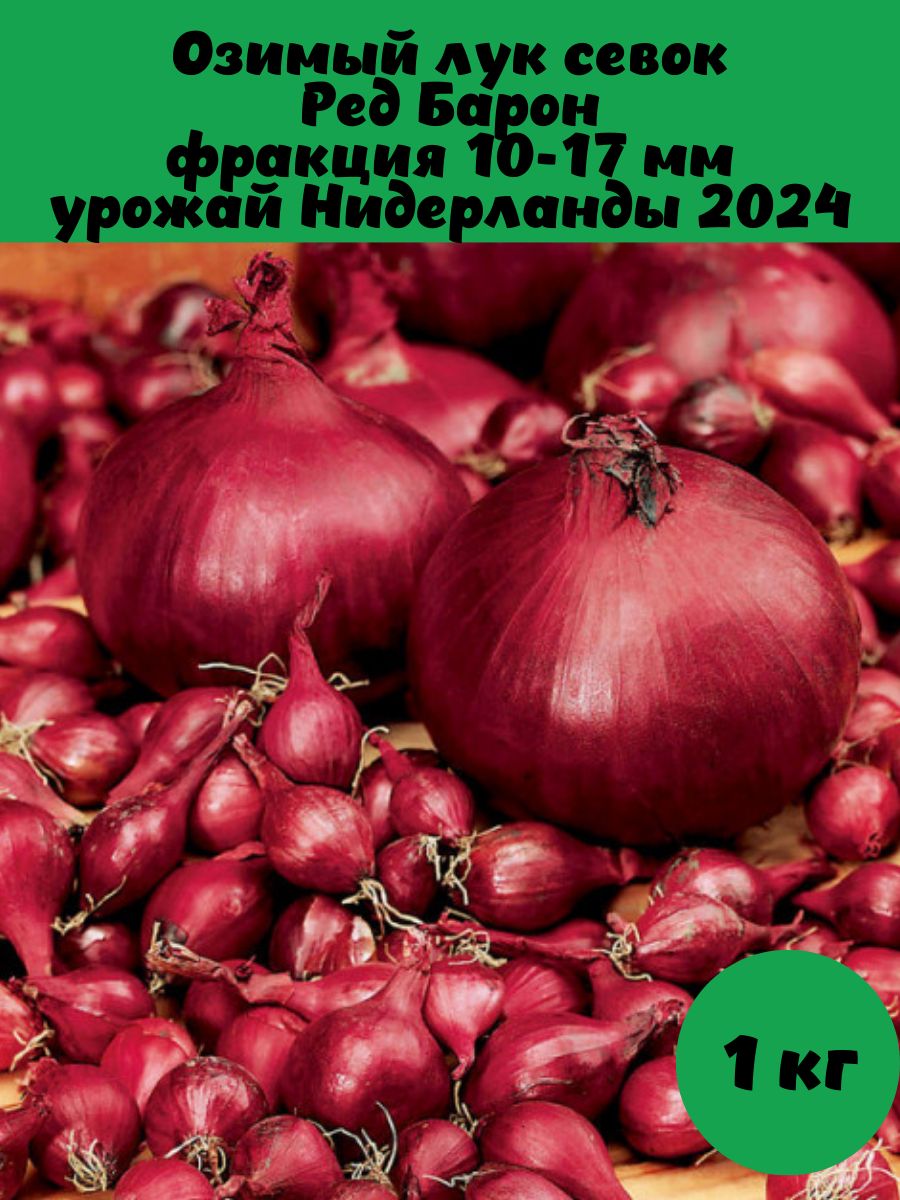 Лук ред барон описание отзывы фото. Ялтинский лук болезни. Как сажать Ялтинский лук.