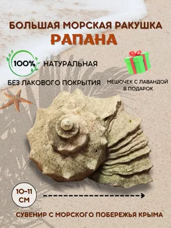 Большая морская ракушка для аквариума рапана творчества