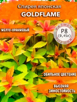 Спирея японская Goldflame