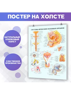 Постер анатомия, строение мужских половых органов(4)50х70см