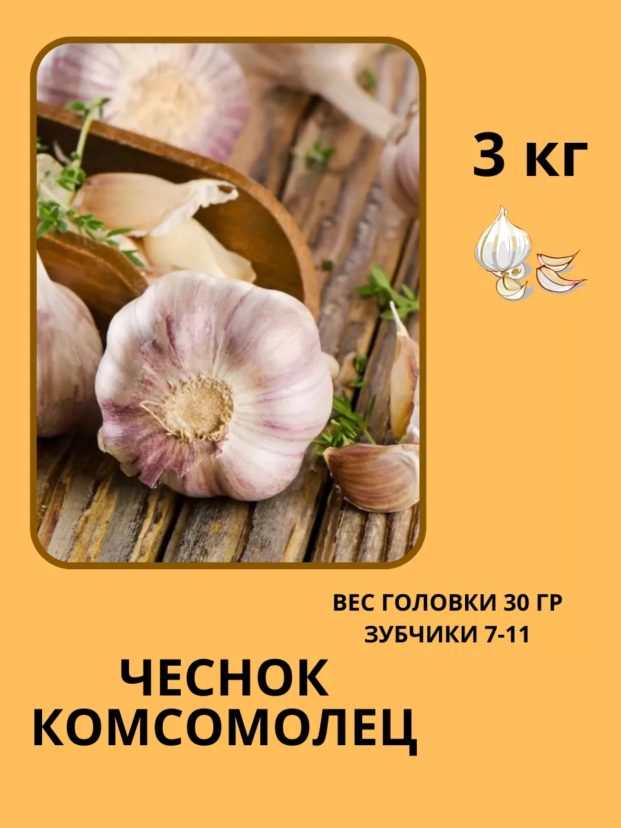 Чеснок Комсомолец Фото