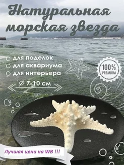 Морская звезда натуральная