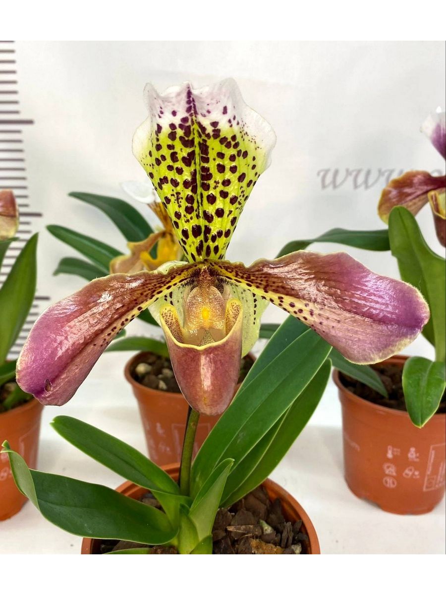 Paphiopedilum sublaeve