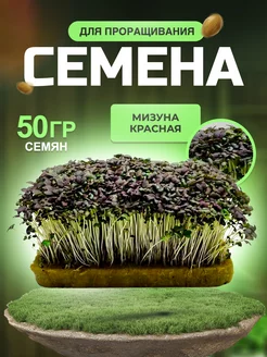 Микрозелень семена Мизуна красная 50гр(грамм)