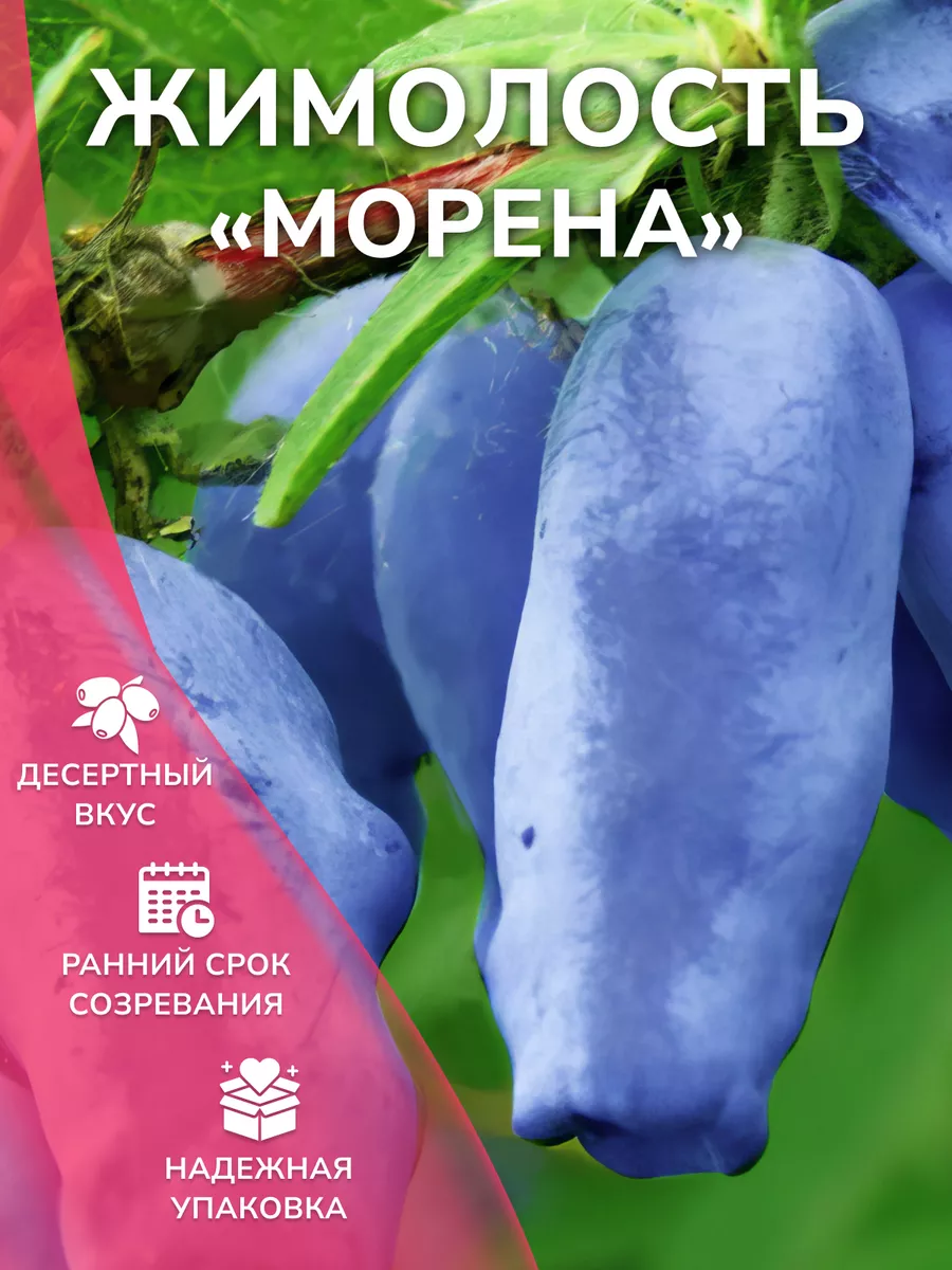 Морена жимолость описание. Жимолость Морена.