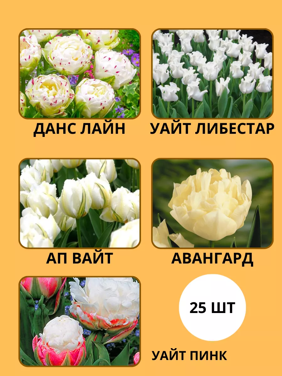 Тюльпан Дэнс Лайн Фото