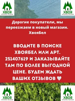 Саженец Бересклет Форчуна р9 1 шт