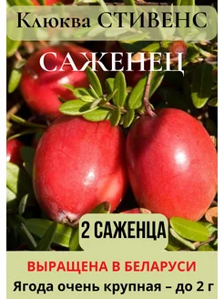 Саженцы клюквы крупноплодная Стивенс 2 шт