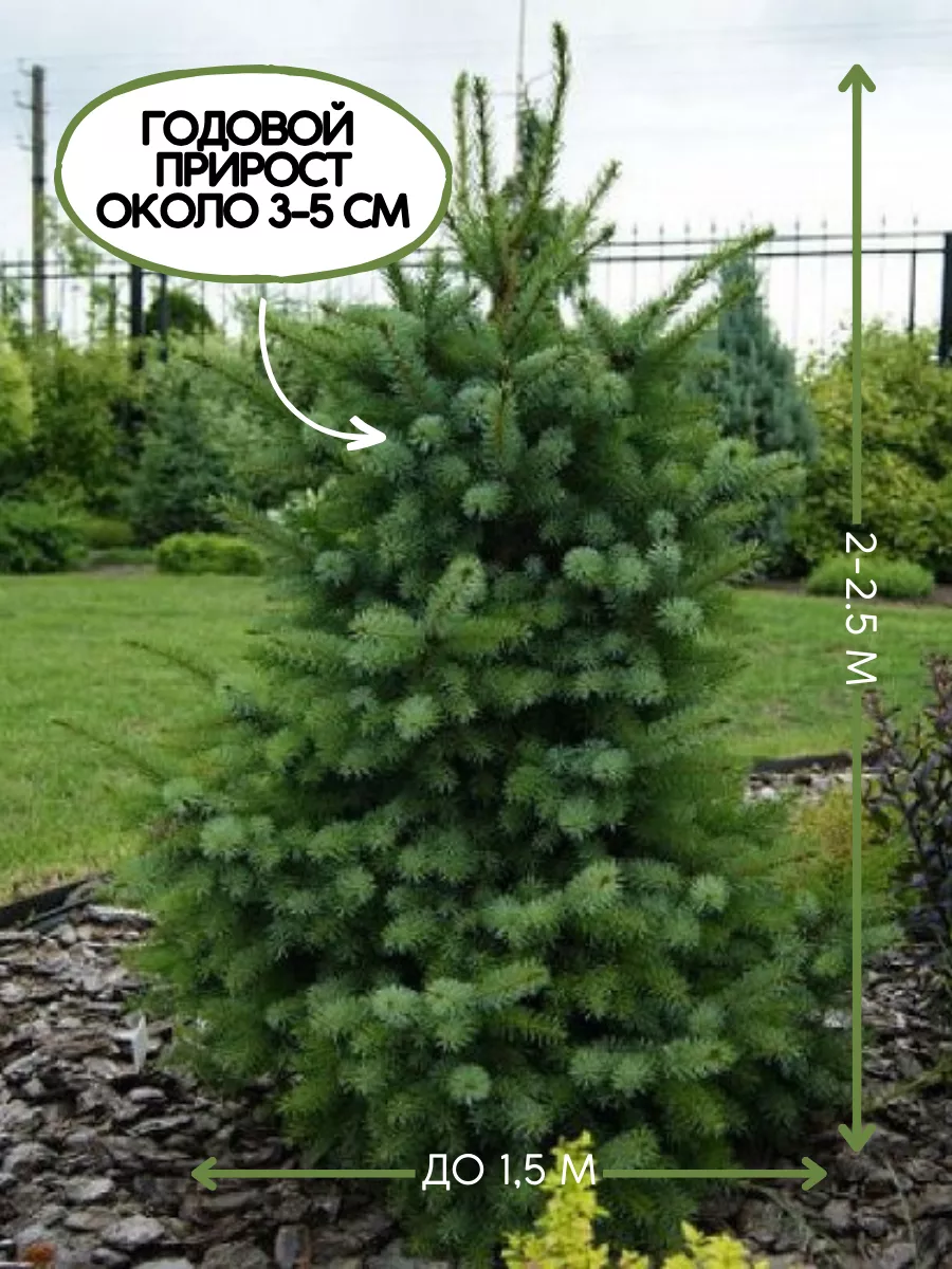 Ель Сербская Picea omorika