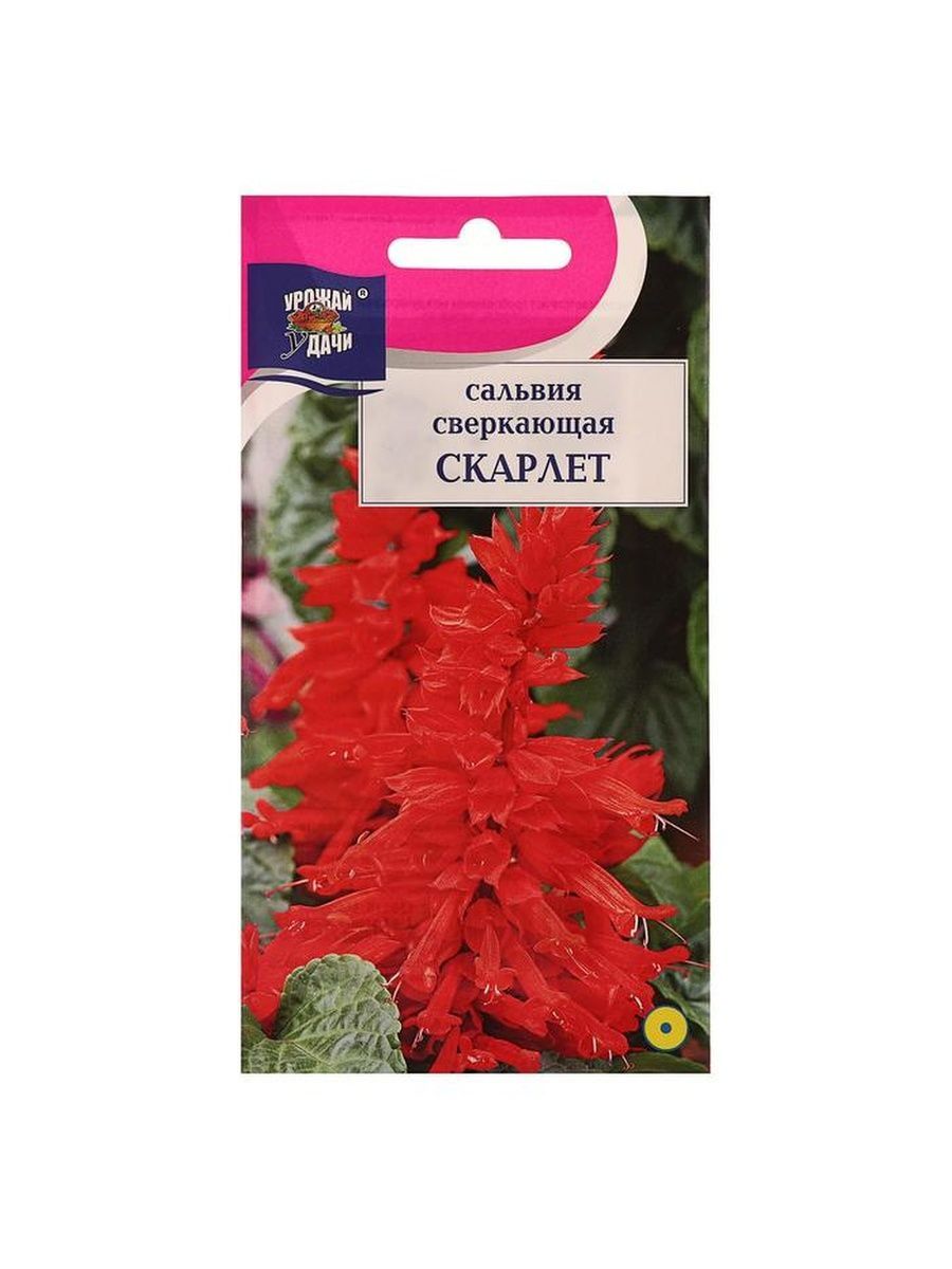 Сальвия Скарлет алая