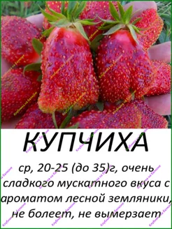 Клубника Купчиха ( земклуника )