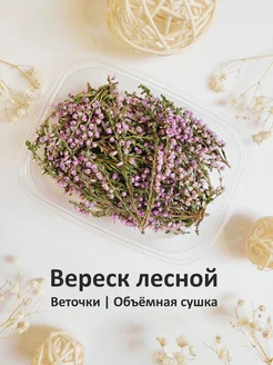 Сухоцветы. Вереск. Объемная сушка