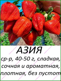 Клубника Азия