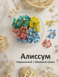 Сухоцветы. Алиссум