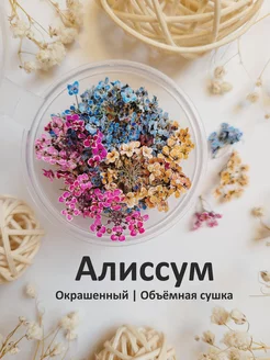 Сухоцветы. Алиссум