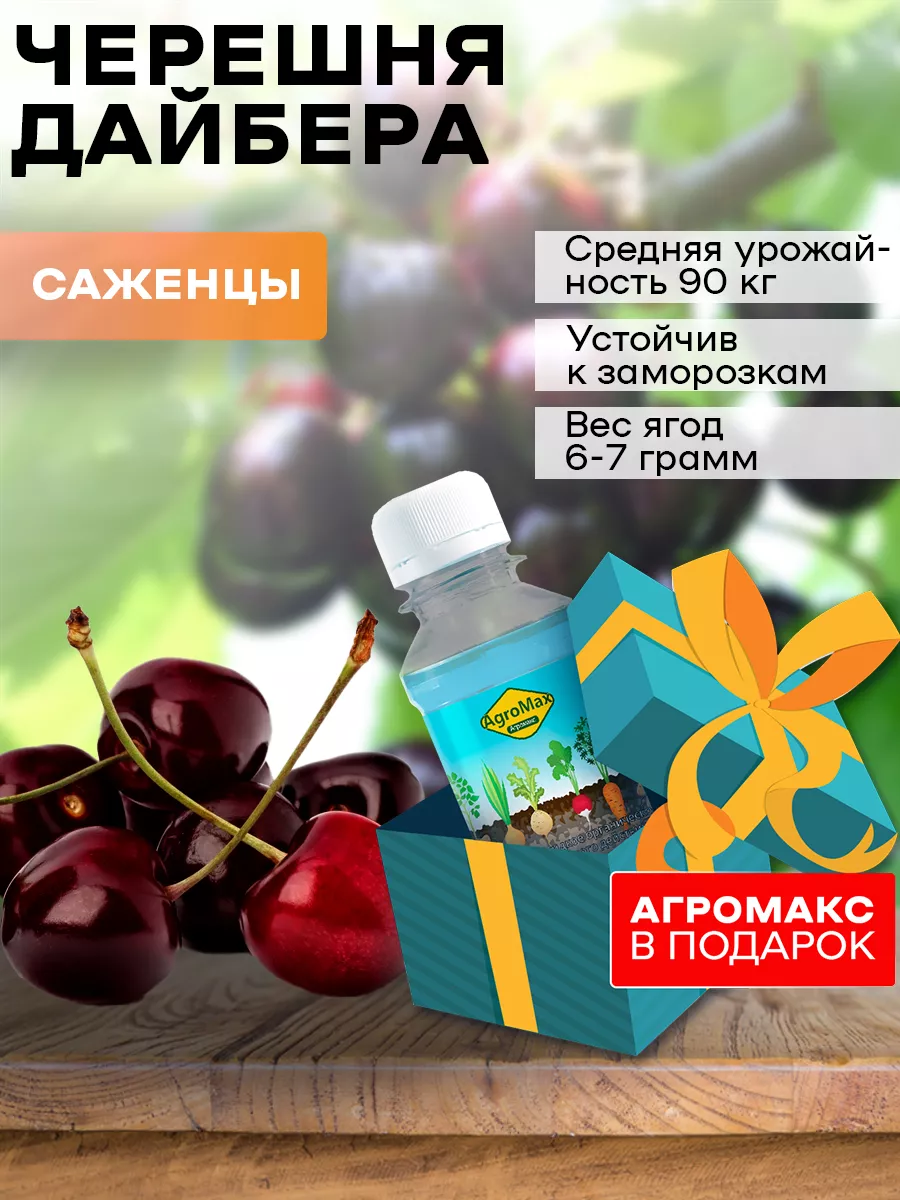 Черешня Дайбера саженцы Kuban Organic Group 185673254 купить за 347 ₽ винтернет-магазине Wildberries