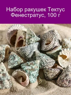 Набор ракушек Тектус Фенестратус, 100 г