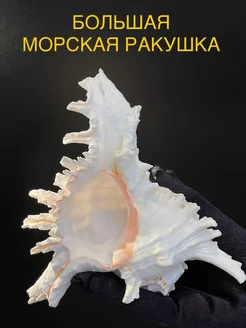 Ракушка морская большая натуральная