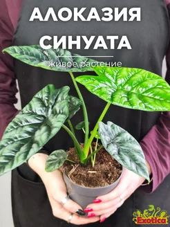 Алоказия Синуата (Alocasia Sinuata) D11см