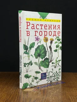 Растения в городе