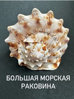 большая морская ракушка