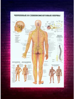 Постер Анатомия - Черепные и спинномозговые нервы