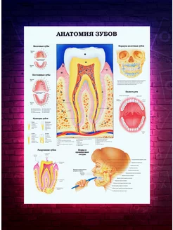 Постер анатомия зубов - медицина - стоматология