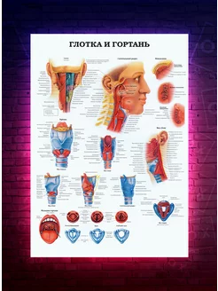 Постер Анатомия - Глотка и гортань