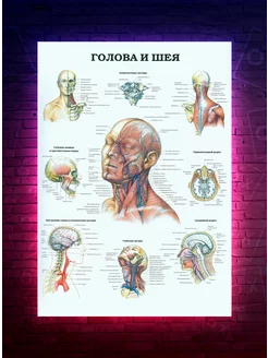 Постер Анатомия - Голова и шея