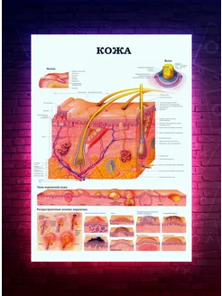 Постер Анатомия - Кожа - Медицинский