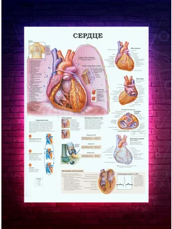 Постер анатомия Сердце