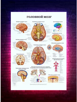 Постер анатомия Головной мозг