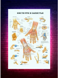 Постер Кости рук и запястья - анатомия - медицина