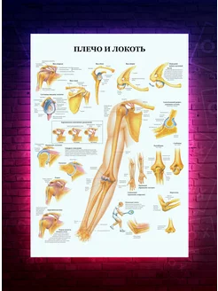 Постер Плечо и локоть медицинский - анатомия