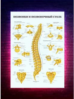 Постер Анатомия - Позвонки и позвоночный столб