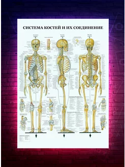 Постер анатомия - Система костей - медицинский