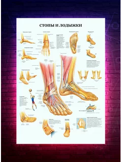 Постер Стопы и лодыжки - анатомия - медицина