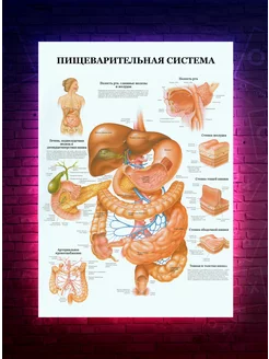 Постер Анатомия - Пищеварительная система