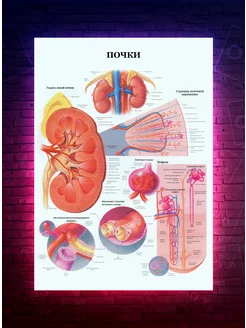 Постер Анатомия - Почки - медицинский